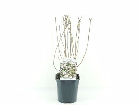 Deutzia Lemoinei