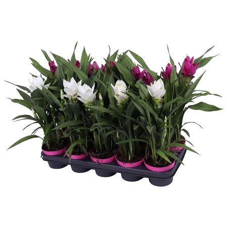 Curcuma Mix 2+