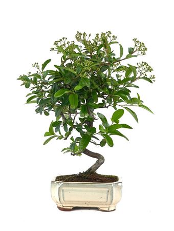 Bonsai Outdoor Pyracantha Sp. Pz-erwiam Ball In S.