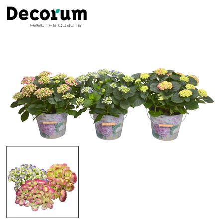 Hydrangea Ma Curly Wurly Mix 10+ In Bucket (decoru