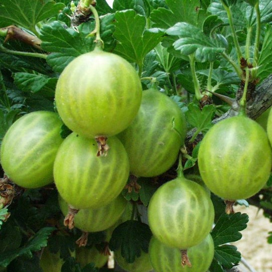 Крыжовник Малахит в тубе