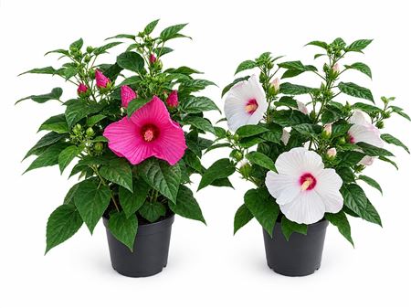 Hibiscus Xxl Mixtray