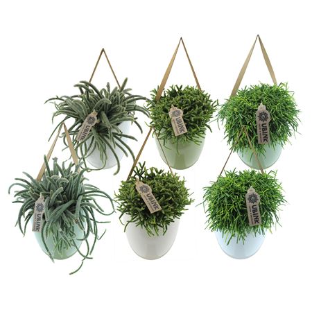 Rhipsalis Hanging Display
