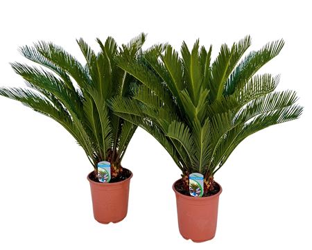 Cycas Revoluta 18+