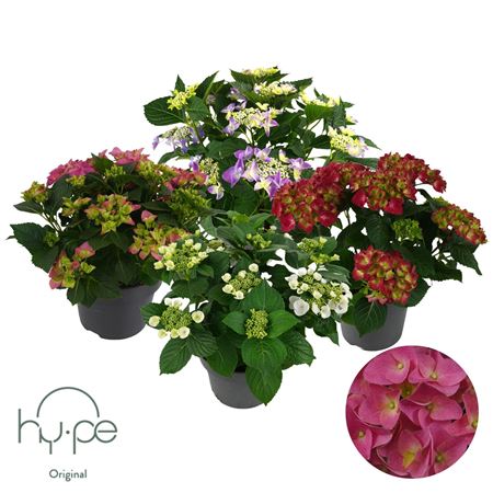 Hydrangea Mophead+lacecap Mix 7+ | Hy-pe Original