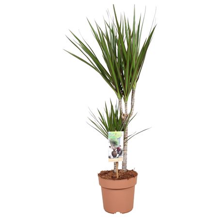 Drac Marginata 30-15