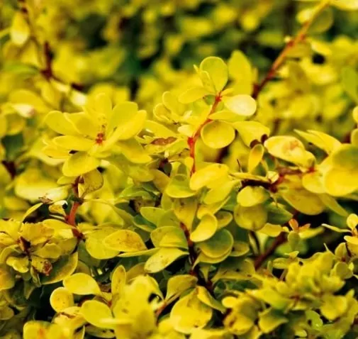 Барбарис тунберга Голдалита