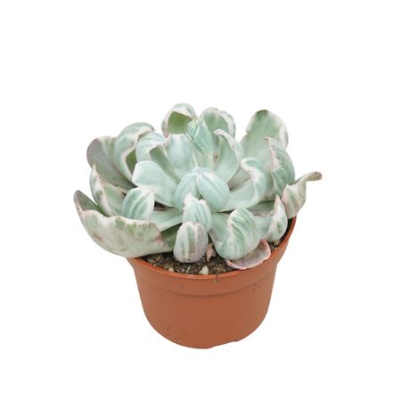 Echeveria Green Emerald Variegata