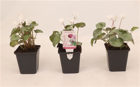 Cyclamen Hed Silverleaf White