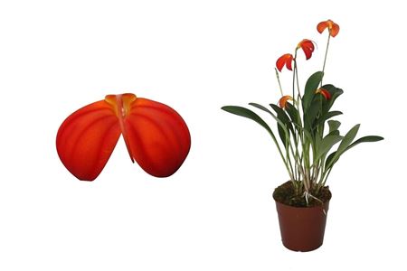 Masdevallia Ignea