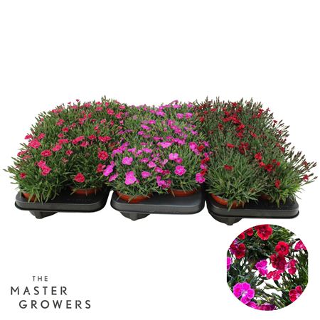 Dianthus Pillow Mix
