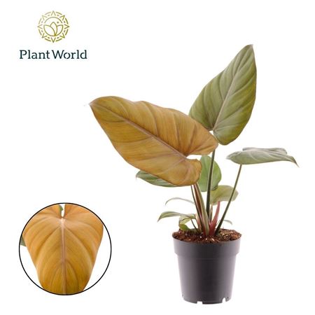 Philodendron Summer Glory