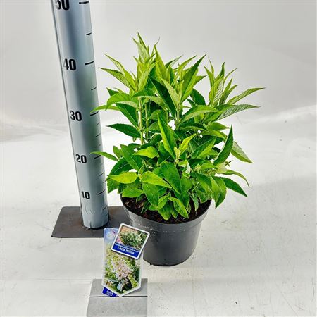 Buddleja Dav Little White (butterfly Candy)