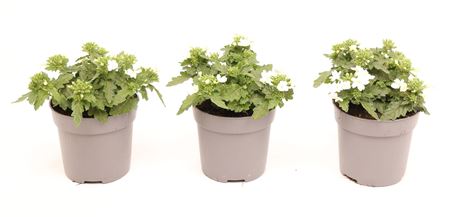Verbena Drums White