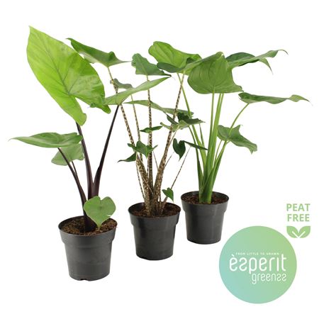 Alocasia Mix 2-3 Sorts