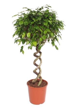 Ficus Exotica