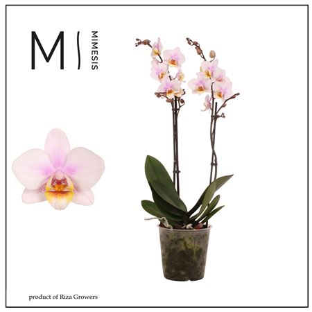 Phal 2st San Jose 22+ (mimesis)
