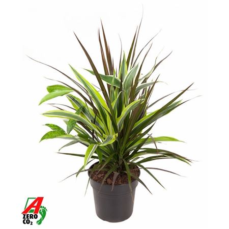 Plant Mix 3 In Pot
