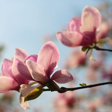 Магнолия суланжа в тубе