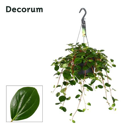 Peperomia 'smaragd'
