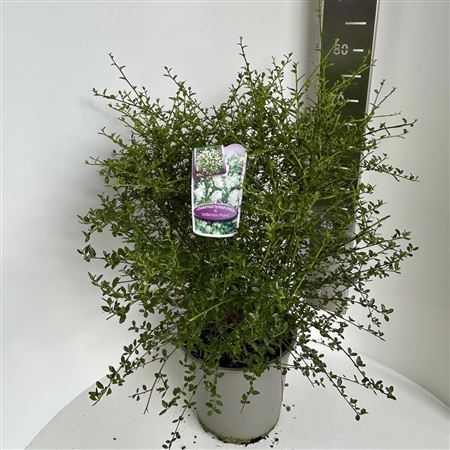 Ceanothus Thyr Millerton Point