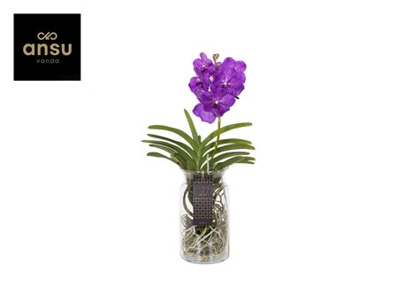 Vanda Bose Xl Blue
