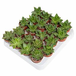 Эхеверия Давид Остин Миранда