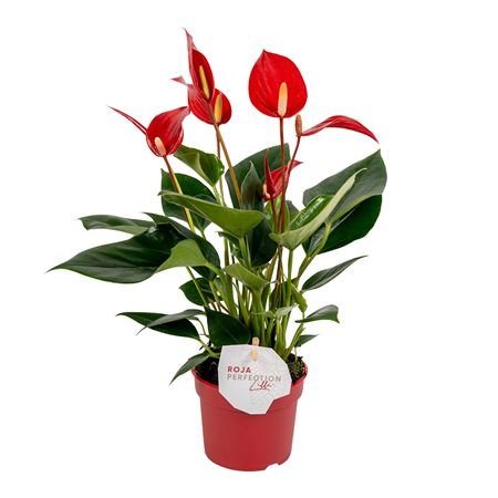 Anth An Lilli Red 3+