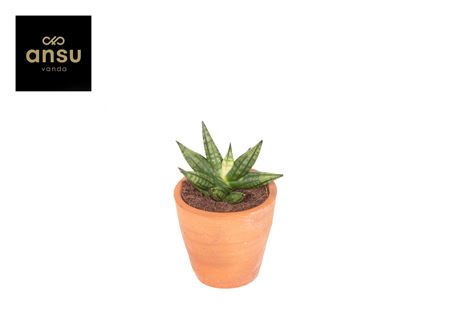 Sansevieria Inti Mini No. 2 Terracotta