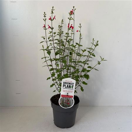 Salvia Microphylla Hot Lips
