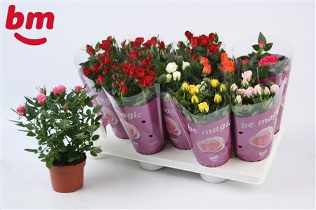 Rosa Beau Monde Mix 50% Red