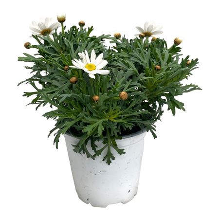 Argyranthemum Frut White