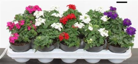 Verbena Mix