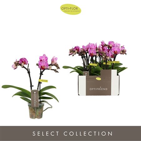 Phal 2st Optifriend Lotte (opti)