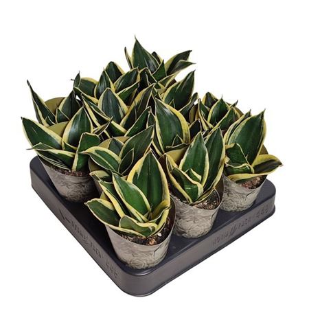 Sansevieria Tri Jade Pagoda Potcover