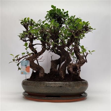 Ficus S-shape Bonsai 'forest'