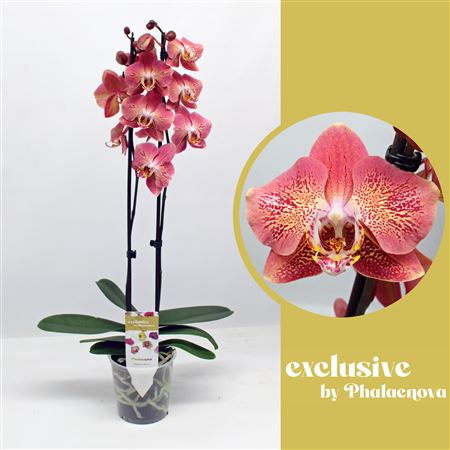 Phal 2st Dragon Heart 18+ (phalaenova)