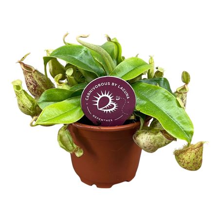 Nepenthes Hookerina