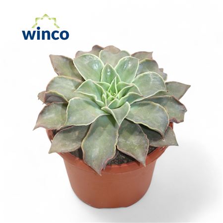 Echeveria Madiba