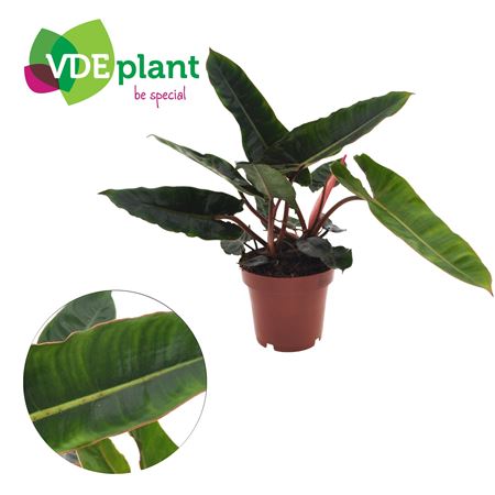 Philodendron Billietiae (1pp)