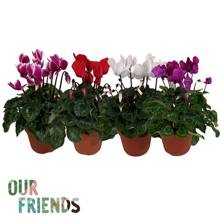 Cyclamen Elegante Mix