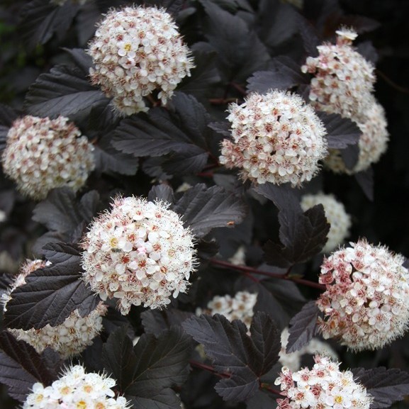 Пузыреплодник калинолистный Ред Барон в тубе