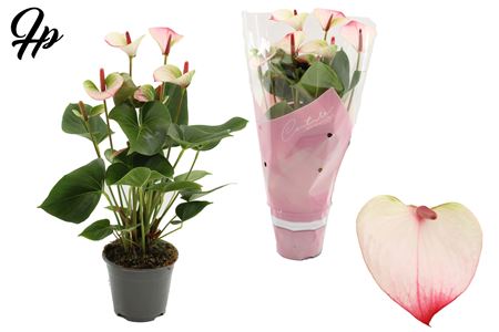 Anth An Amalia Elegance 5+ In Couture Hoes Succes