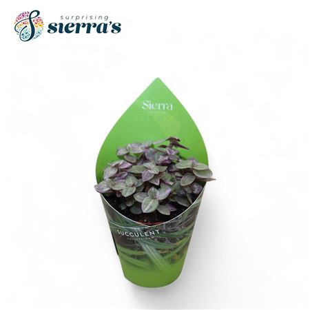 Tradescantia Fluminensis (sierra)