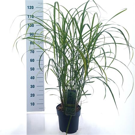 Miscanthus Sin Strictus