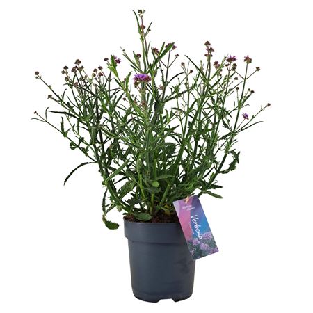 Verbena Bonariensis Lollipop