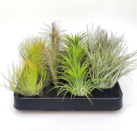Tillandsia Mix