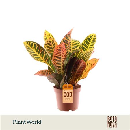 Codiaeum Petra Head 3-5 Pp