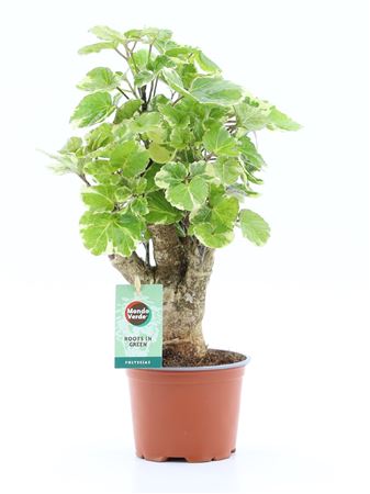 Polyscias Balfouriana