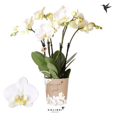 Phal 5st Jewel Ghent 50+ (ok-plant)